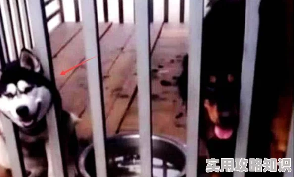 贱奴跪下被主人狠狠调教主人新增特殊器具进行更严厉的训练