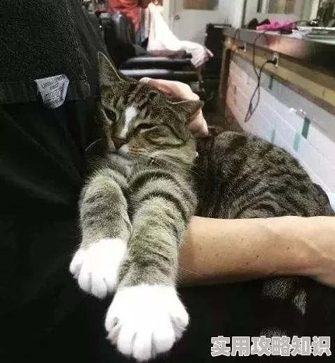 扶她高h听说作者最近沉迷养猫还开了个猫咪主题咖啡店